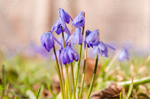 Fototapeta Naklejka Na Ścianę i Meble -  The first spring flowers.