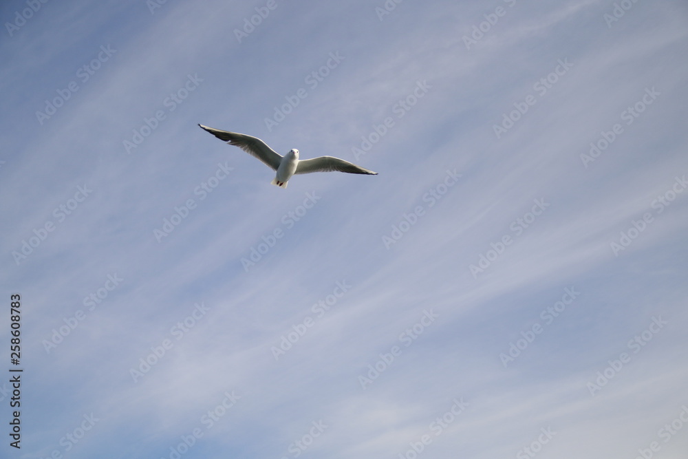 bird bird