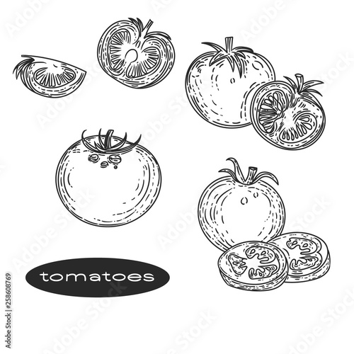 Vector hand drawn of tomatoes in the style of engraving. © Marina