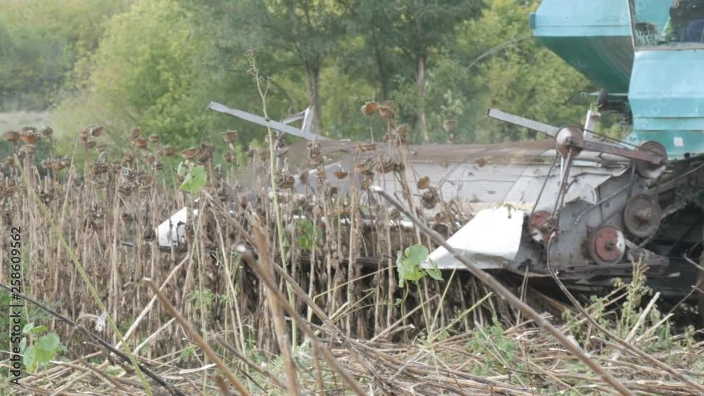An old blue harvester harvests a sunflower crop on the field. Dry sunflowers are cut using an agricultural combine An old blue harvester harvests a sunflower crop on the field. Dry sunflowers are cut using an agricultural combine
