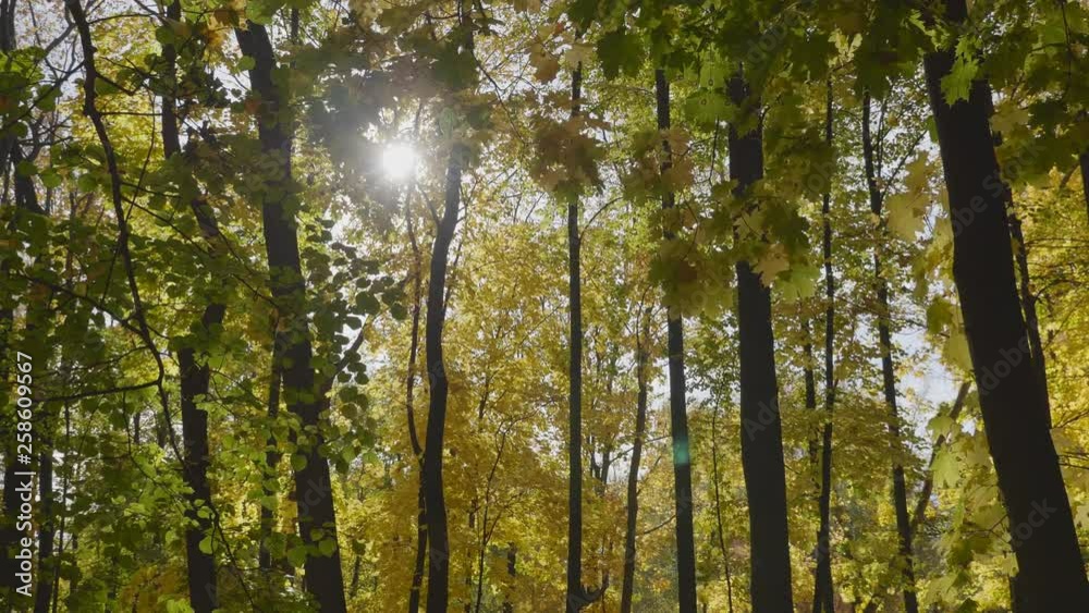 Autumn leaves fall in the forest, natural landscape. Autumn leaves fall in the forest, natural landscape.