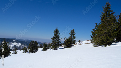Fir trees on white meadow