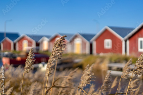 Svedjehamn, Finland - October 14, 2018: Red fishing houses on sunny weather at Swedjehamn with plant on the foreground photo