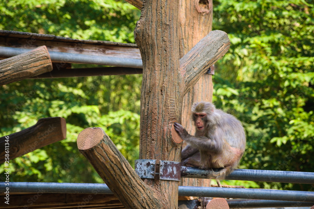 squirrel on tree