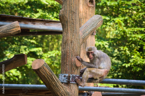 Obraz na płótnie squirrel on tree w salonie