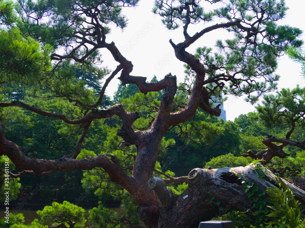 tree in forest