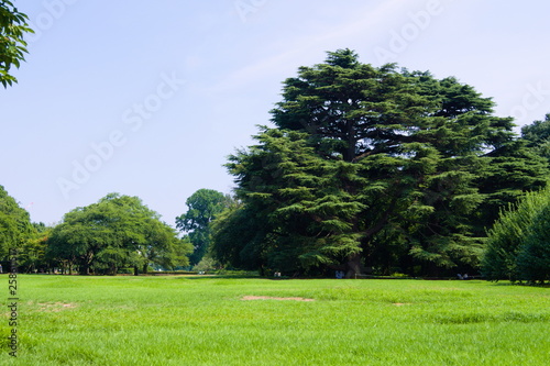 Obraz na płótnie tree in the field w salonie