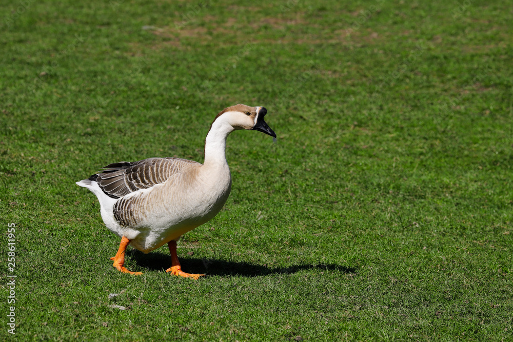 Full body of domesticated chinese geese on the green meadow Full body of domesticated chinese geese on the green meadow