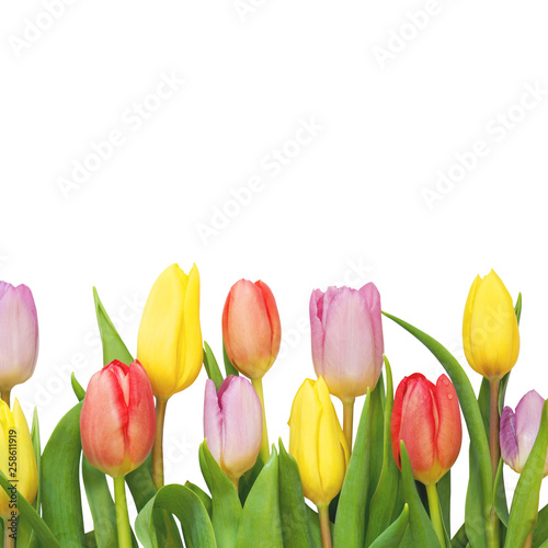 Delicate spring tulips isolated on a white background, copy space