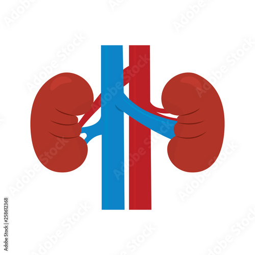 Abstract human kidney