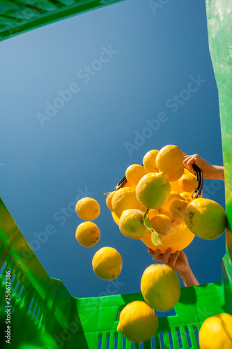 Lemon harvest time: bottom view of a picker at work unloading his pail full of lemons into a bigger green fruitbox photo