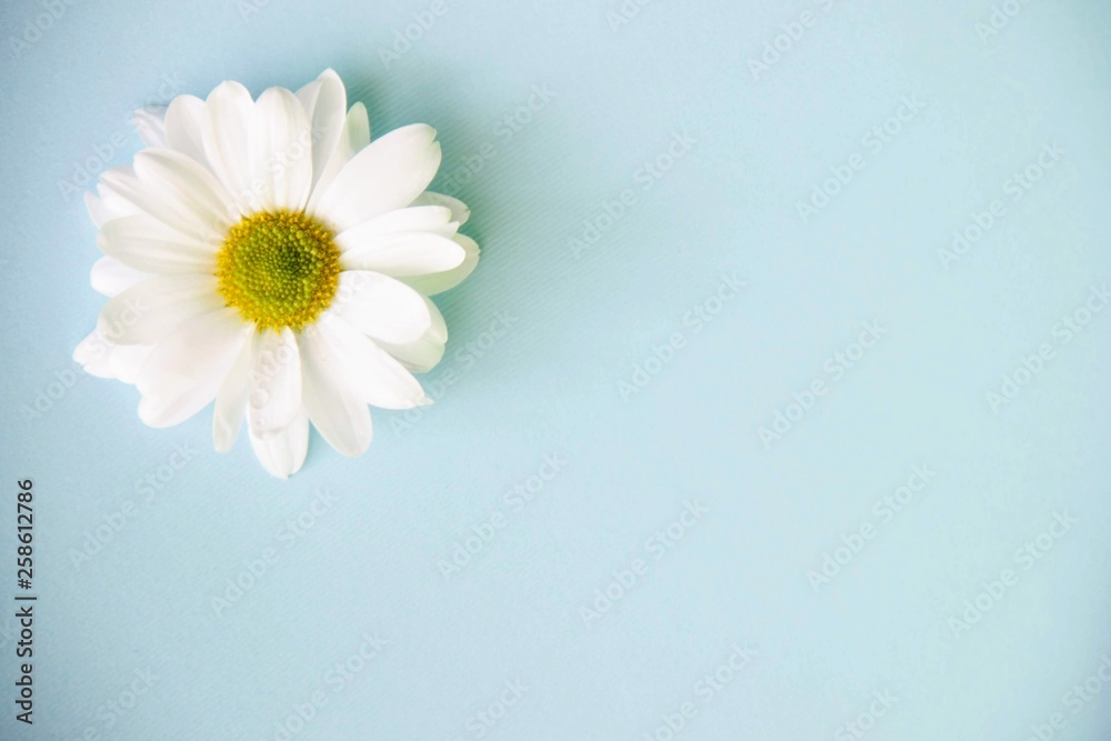 Obraz premium Macro top view on chamomile flower, copy space. One flower of white chrysanthemum is on a blue background