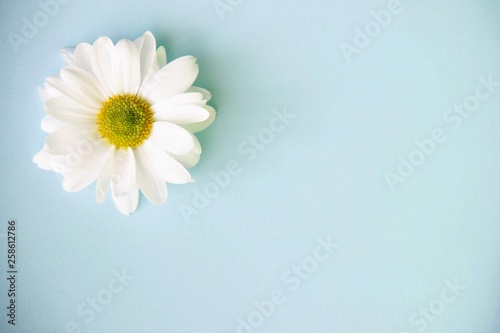 Macro top view on chamomile flower  copy space. One flower of white chrysanthemum is on a blue background