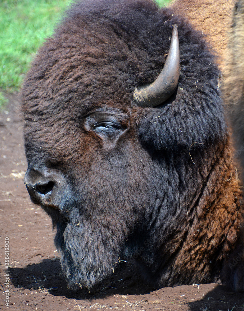 American bison or simply bison, also known as the American buffalo or  simply buffalo, is a