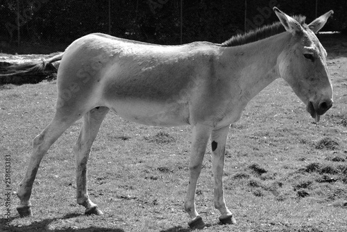 The onager (Equus hemionus), also known as hemione or Asiatic wild ass is a species of the family Equidae (horse family) native to Asia.  photo