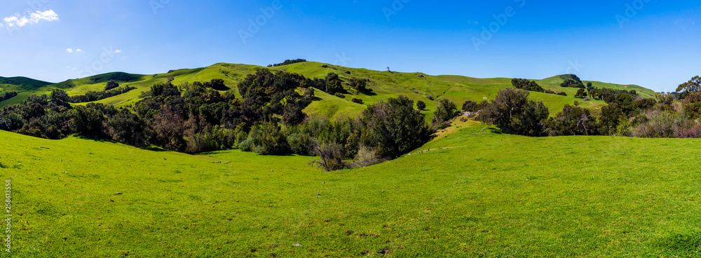 Panorama of Hills of Grass and trees