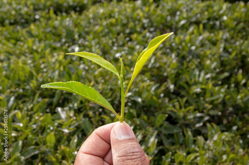 Hand holding fresh tea leaves at Tea plantation