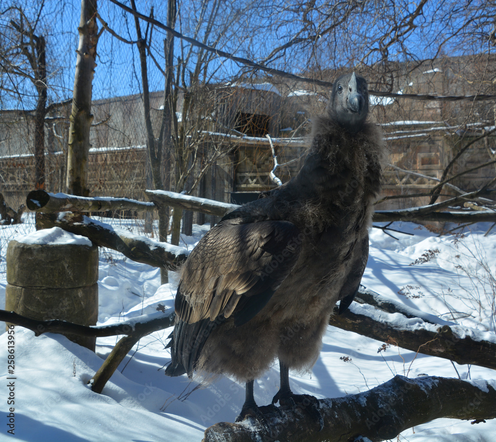 Baby Andean condor Vultur gryphus is a South American bird in the New ...