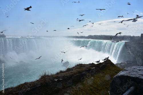 Birds at the falls 