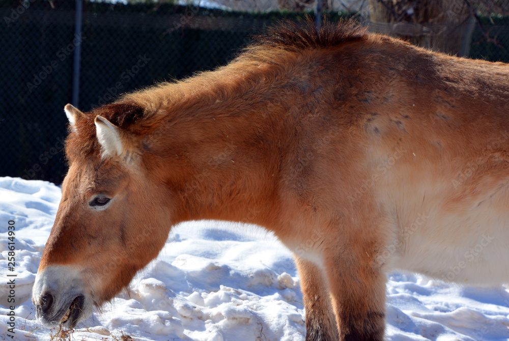 Przewalski's Horse or Dzungarian Horse, is a rare and endangered subspecies of wild horse (Equus