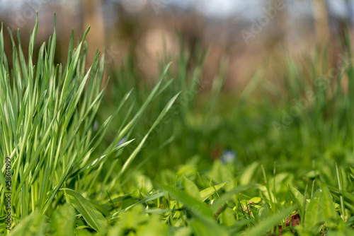 saftiges grünes frisches Gras im Frühling bei Sonnenschein