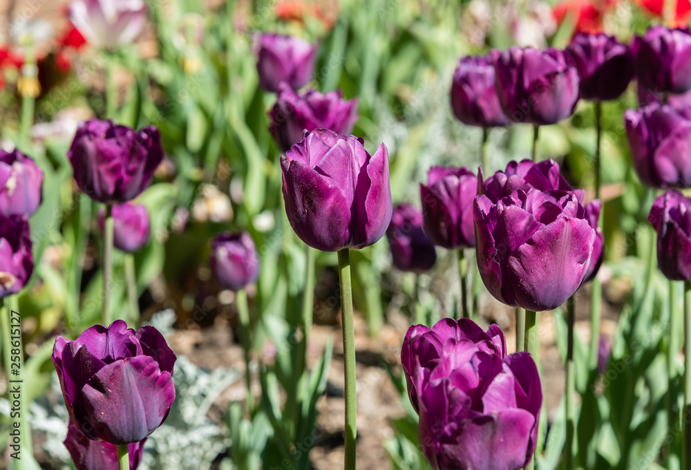 Gorgeous purple tulips in springtime, Southern California Gorgeous purple tulips in springtime, Southern California