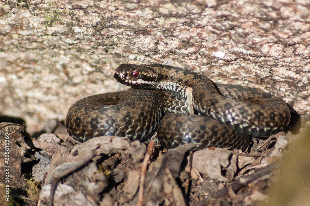Obraz premium close up of a rattlesnake