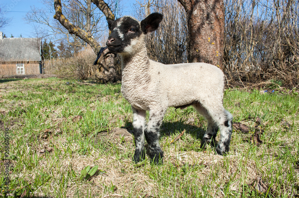Obraz premium goat on a meadow
