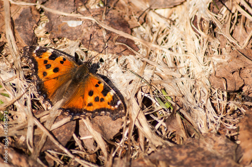 Photography butterfly on a flower