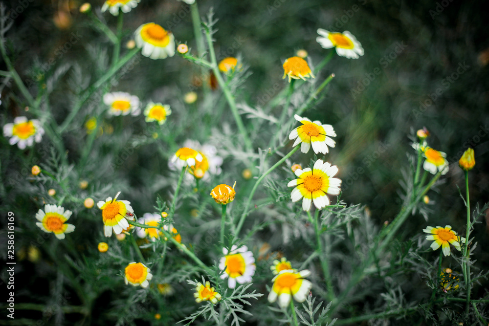 Fototapeta premium Colorful Flowers