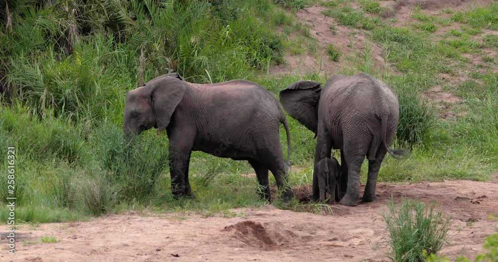 baby elephant with his family in the savannah, park kruger south africa baby elephant with his family in the savannah, park kruger south africa