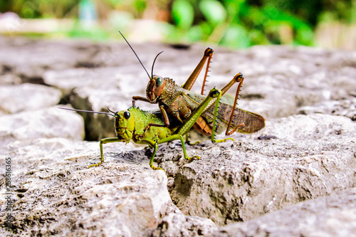 Konstfotografi Saltamontes