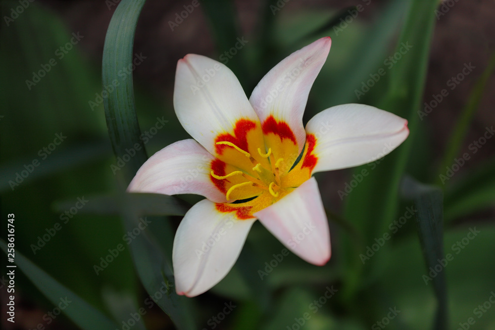 View of white-yellow-orange tulip flower in the spring garden View of white-yellow-orange tulip flower in the spring garden