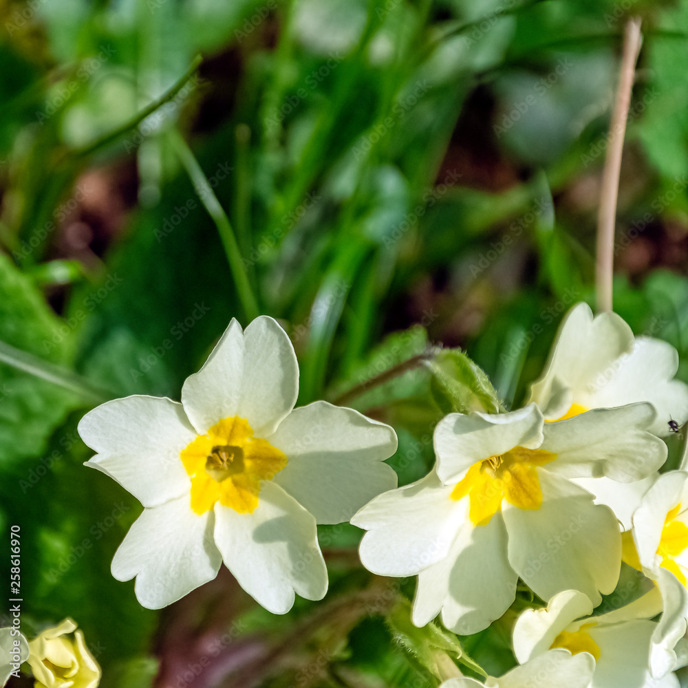 Fototapeta premium Primula vulgaris known as common primrose or English primrose - wild spring flowers in British park - Stowe, Buckinghamshire, United Kingdom