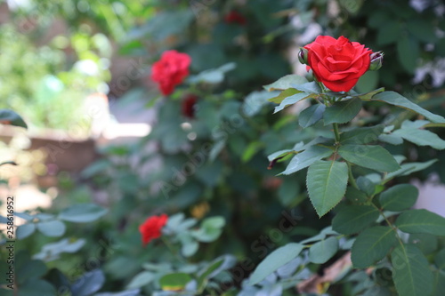 red roses in the garden