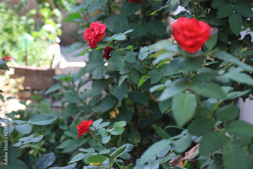 red roses in the garden