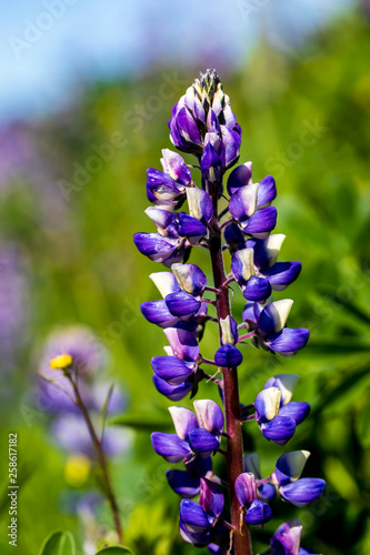 Stalk of Lupine in Sunlight