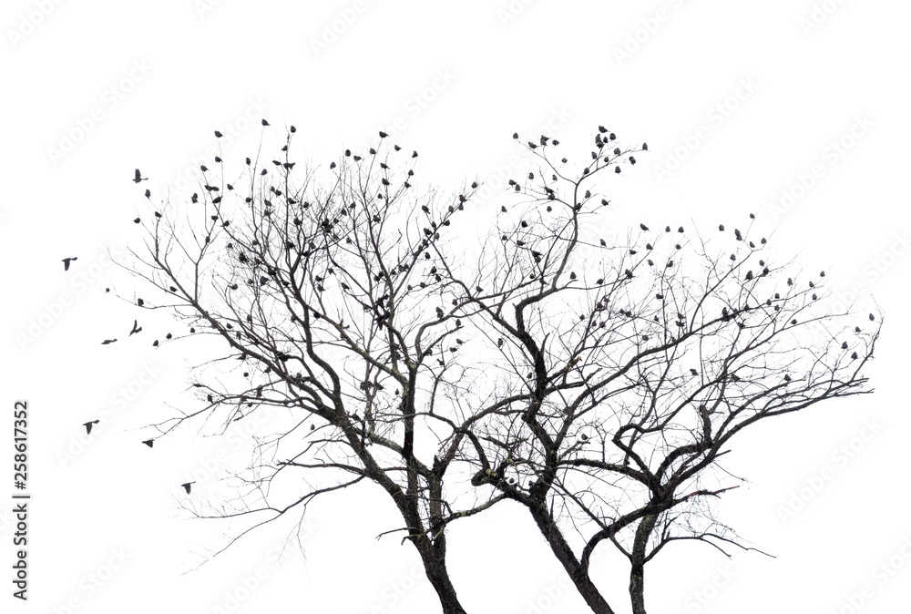 Many blackbirds in a bare tree tree with white background