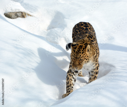 Amur leopard is a leopard subspecies native to the Primorye region of southeastern Russia and the Jilin Province of northeast China. photo