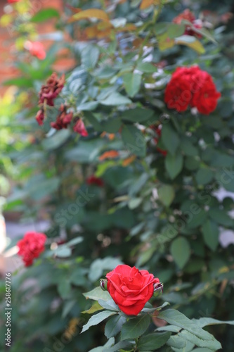 red flowers in the garden