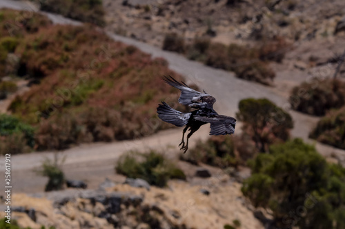 Bird in Simien mountain Ethiopian photo