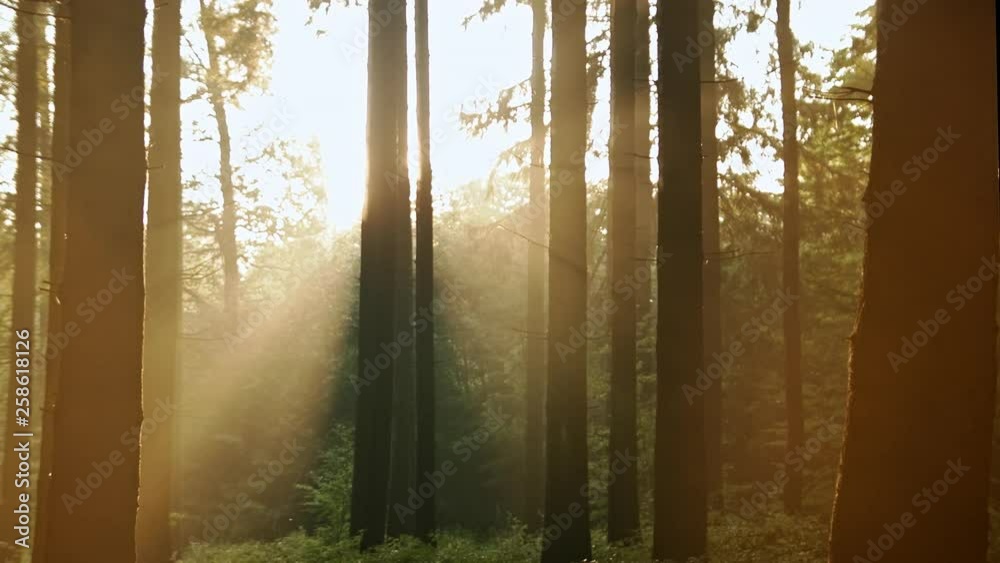 Beautiful foggy forest illuminated by the sun Beautiful foggy forest illuminated by the sun
