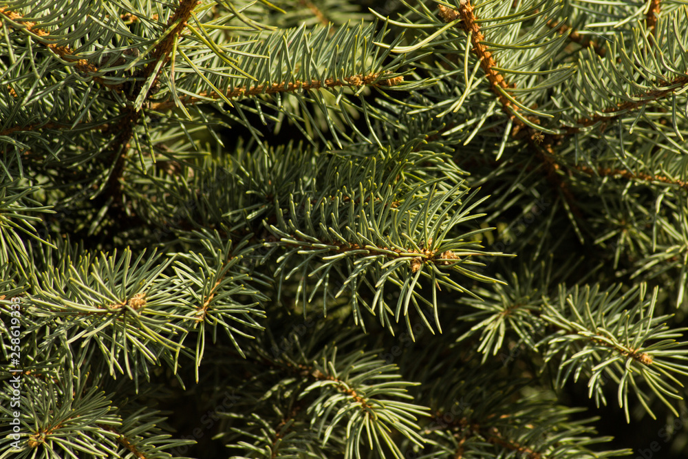 prickly needles of a coniferous tree as a natural background