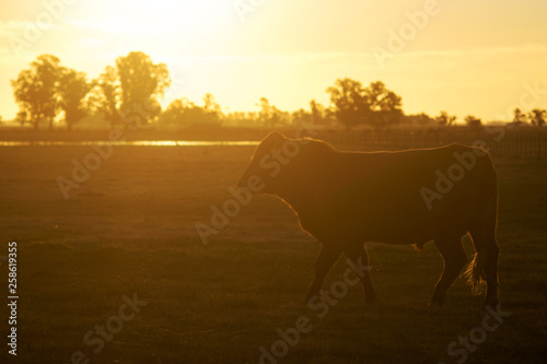 Hereford cow walking at dusk iin a farm © Jopstock