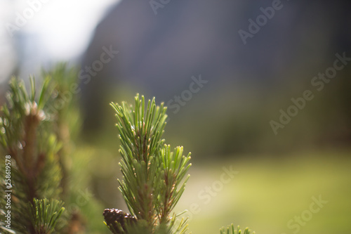Mountain pine closeup with creamy Background. Macro of Pinus mugo with a nice Bokeh