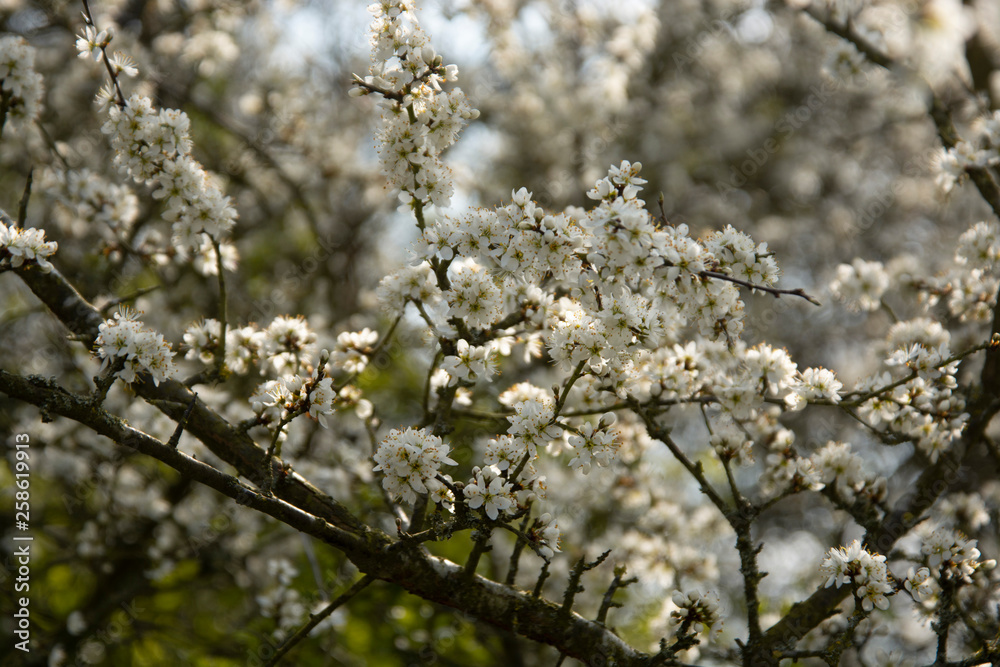 Blooming branch of tree in spring. Selective focus.