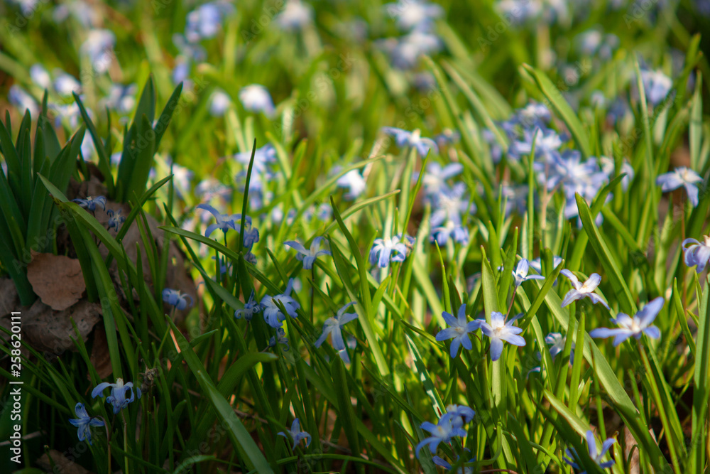 Viele Rote Blumen Blüten Mit Blättern Details 2 Viele Rote Blumen Blüten Mit Blättern Details 2