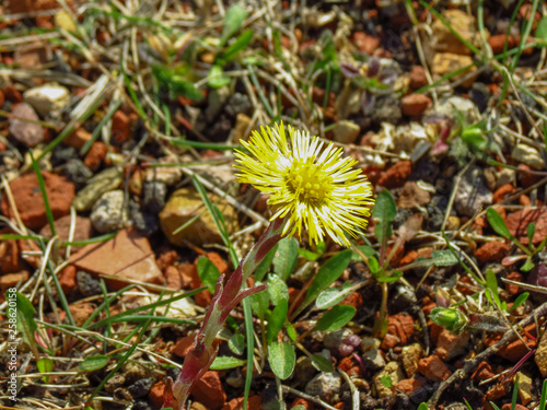 Gelbe Bl  te und Blumen im Focus  8