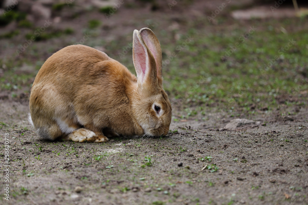 Full body of domestic female brown Flemish giant rabbit Full body of domestic female brown Flemish giant rabbit