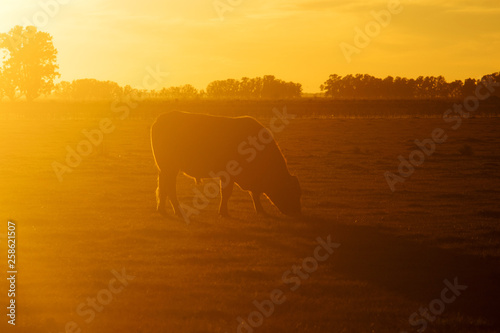 Hereford cow grazing at dusk in a farm © Jopstock
